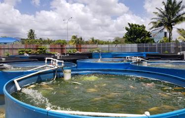 Le secteur aquacole de Trinité-et-Tobago se bat pour contrer la tendance régionale