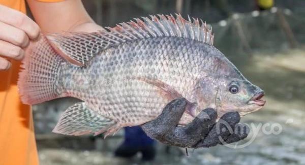 Quelle est la popularité du poisson tilapia?